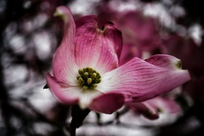 Close-up of pink flowers