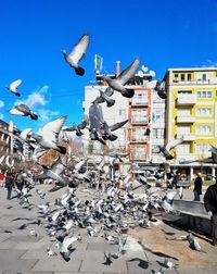 Seagulls flying against clear sky