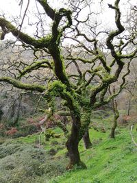 View of tree on field