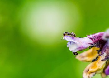 Close-up of insect on flower