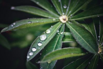 Close-up of wet plant leaves