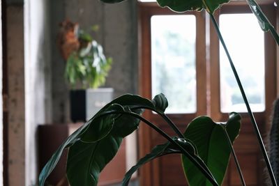 Close-up of potted plant at home