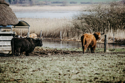 Horse in a field