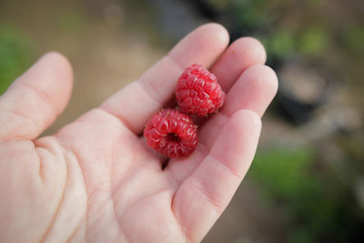 Close-up of hand holding strawberries