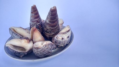 Close up of shells