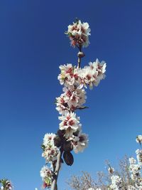 Low angle view of almond blossom against blue sky