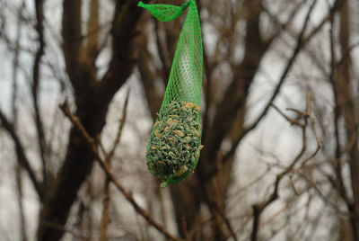 Close-up of bird feeder on branch