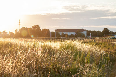 Scenic view of grassy field against sky during foggy weather