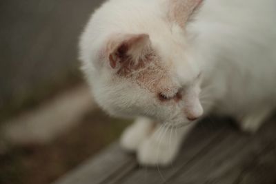 Close-up of cat