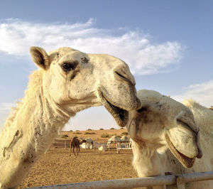 Camel of the qassim desert, saudi arabia the camel is a desert animal. in als farms