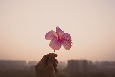 Close-up of hand holding pink flower and sunset cityscape