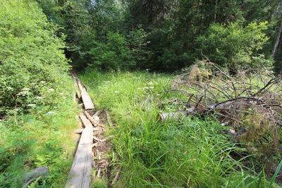 High angle view of trees in forest