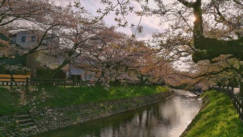 Scenic view of river by trees against sky