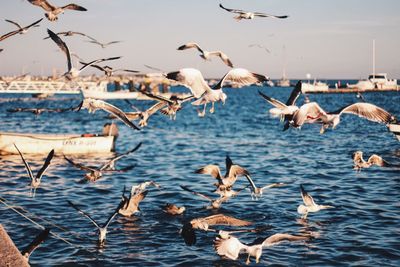 Flock of birds flying over water
