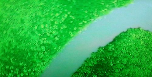 Full frame shot of fresh green plants in water