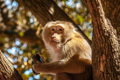 Little monkey at siem reap  