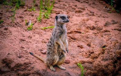 Close-up of meerkat