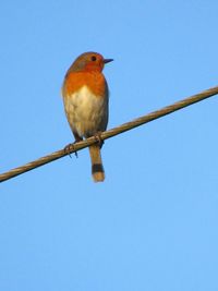 Bird perching on cable against clear blue sky