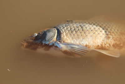 Close-up of fish swimming in sea