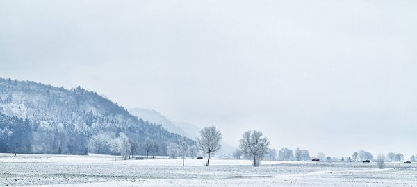 Trees on snow covered land against sky