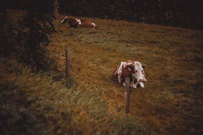 Cow in a field