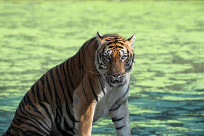 Portrait of tiger in lake