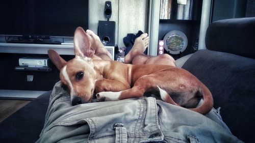 Dog relaxing on bed at home