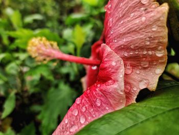 Close-up of raindrops on pink flower