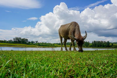 Horse grazing in a field