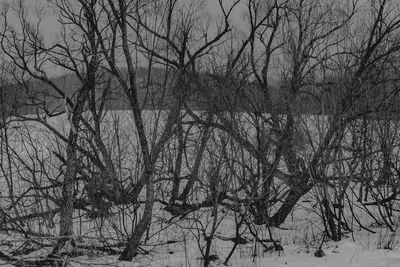 Bare trees on snow covered land against sky