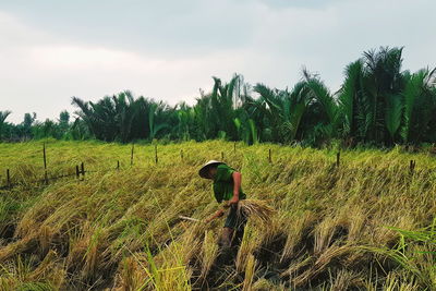 Crops growing on field against sky