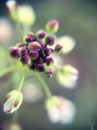 Close-up of flowers against blurred background