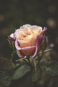 Close-up of rose in water