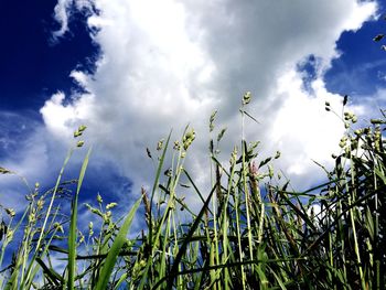 Low angle view of plants against blue sky