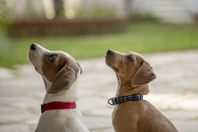 Two young jack russell terrier looking up and waiting to be fed outdoors.