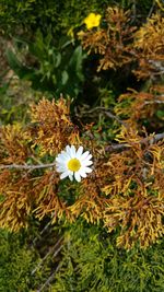 Close-up of white daisy flowers blooming in field