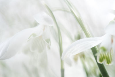 Close-up of white flower