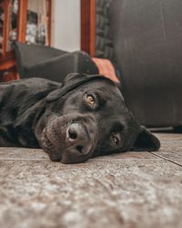 Close-up portrait of dog lying on floor