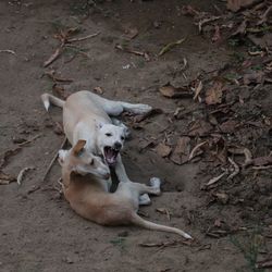 High angle view of dog on field