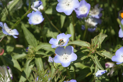 Close-up of purple flowering plants