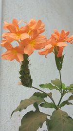 Close-up of flowers blooming outdoors