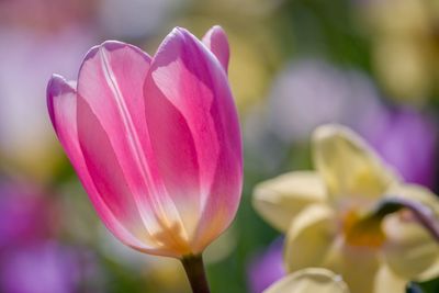 Close-up of pink tulip