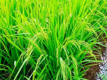 Full frame shot of rice paddy