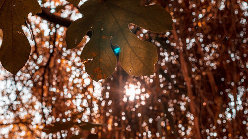 Low angle view of christmas tree