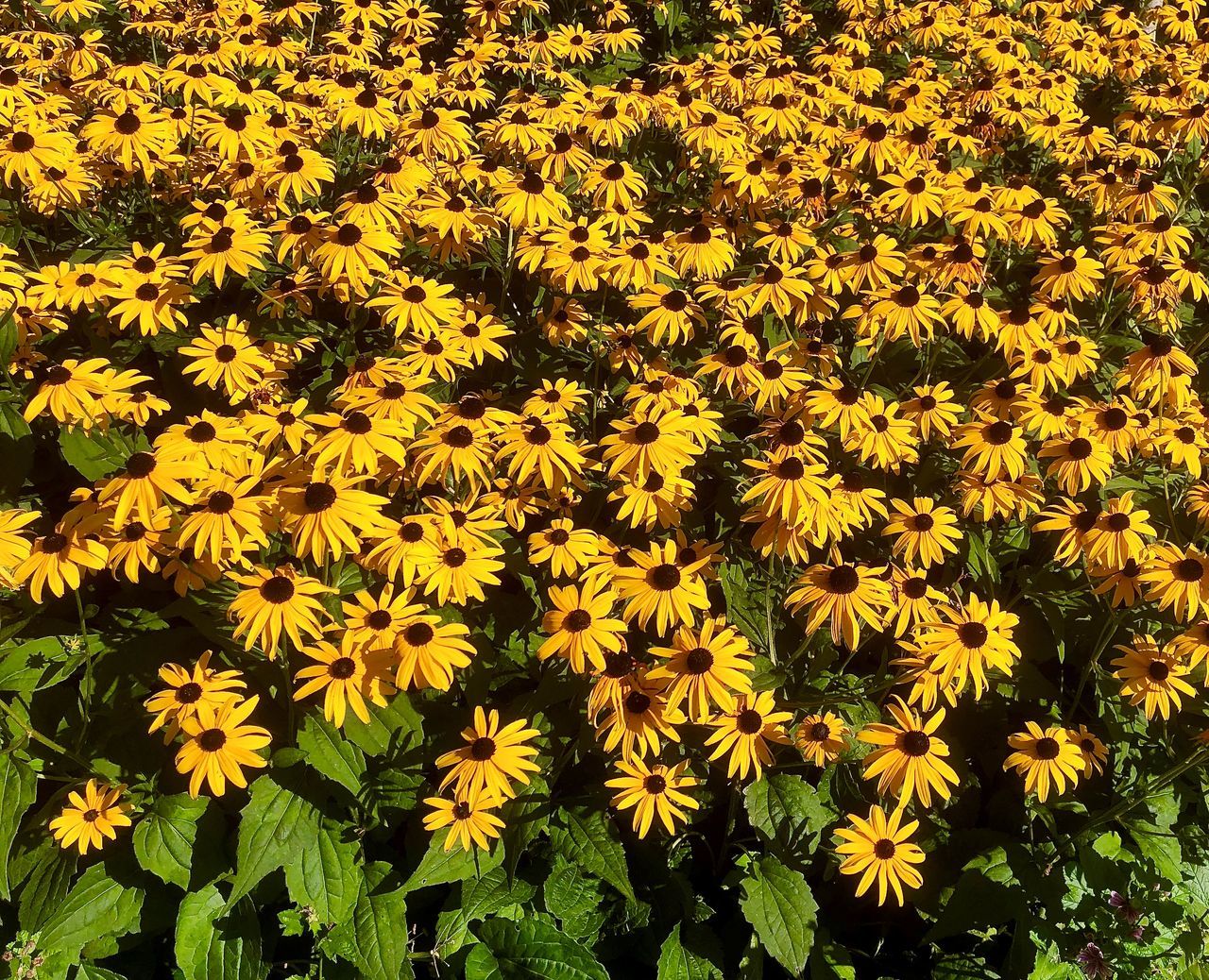 HIGH ANGLE VIEW OF YELLOW FLOWERING PLANTS