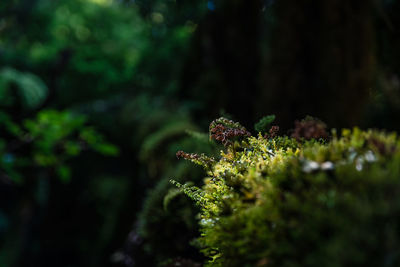 Close-up of moss and lichen growing in forest