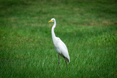 Bird on a field