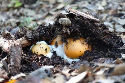 High angle view of mushrooms growing on field