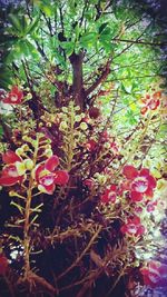 Close-up of flowers growing on tree