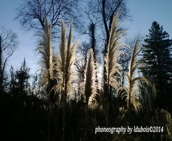 Bare trees on field